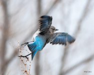 MountainBluebird-504.jpg