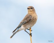 MountainBluebird-505.jpg