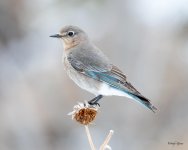 MountainBluebird-506.jpg