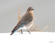 MountainBluebird-508.jpg