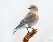 MountainBluebird-509.jpg