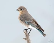 MountainBluebird-510.jpg