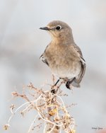 MountainBluebird-511.jpg