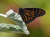 Monarch.jpg