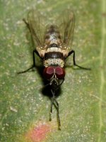 Fly.jpg