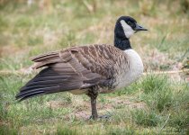 _NIK1937 low res.jpg