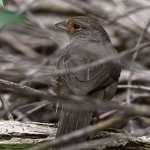 Towhee.jpg