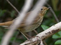 VariedThrush.jpg