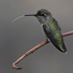 Hummer6.jpg