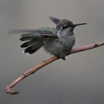 Hummer14.jpg