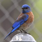 Bluebird4.jpg