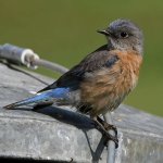 Bluebird11.jpg