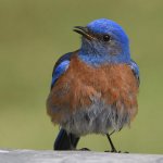 Bluebird22.jpg