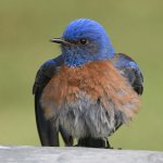Bluebird23.jpg