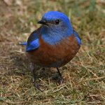 Bluebird32.jpg