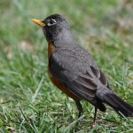 Robin.jpg