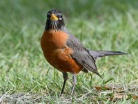 Robin2.jpg
