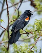 _NIK1994 low res.jpg