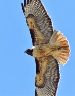 _ROY9295_00001.jpg