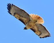 _ROY9296_00001.jpg