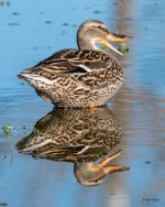 MalardPuddle-501.jpg