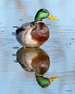 MalardPuddle-502.jpg