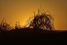 _ROY9353_00001.jpg