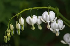 _NIK1796 low res.jpg