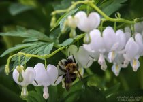 _NIK2039 low res.jpg