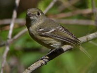 HuttonsVireo.jpg