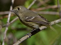 HuttonsVireo2.jpg