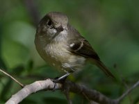 HuttonsVireo3.jpg