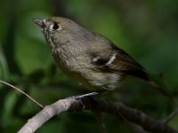 HuttonsVireo5.jpg