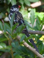 Whydah6.jpg