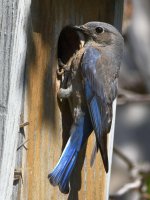 Bluebird10.jpg