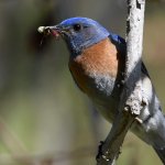 Bluebird11.jpg
