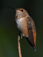 Hummer2.jpg