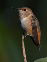 Hummer3.jpg