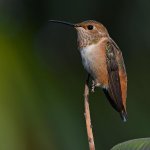 Hummer4.jpg