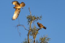 Two Hawks jpg (1 of 2).jpg