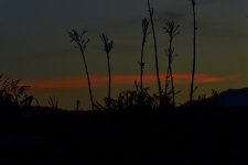 _ROY9553_00001.jpg