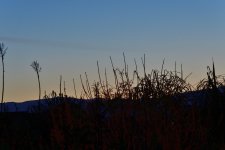 _ROY9556_00001.jpg