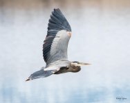GBHFlight-541.jpg