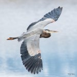 GBHFlight-542.jpg