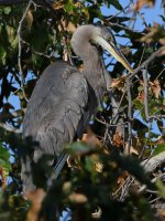 BlueHeron.jpg