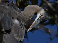 BlueHeron4.jpg
