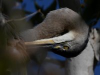BlueHeron5.jpg