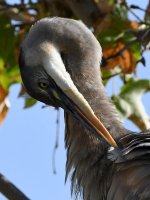 BlueHeron7.jpg