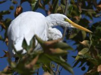 Egret.jpg
