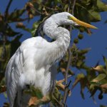 Egret7.jpg